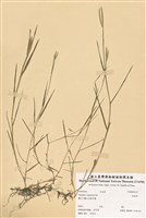 藏品(海雀稗)的圖片
